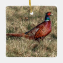 Search for pheasant gifts Ring necked pheasant