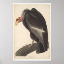 Search for vulture posters Animals