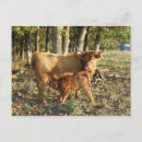 Search for highland cattle postcards Calf