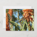 Search for alo postcards Photography