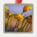 Search for daffodil christmas tree decorations Narcissus