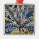 Search for frost christmas tree decorations Cold