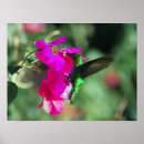 Search for caribe posters Caribbean