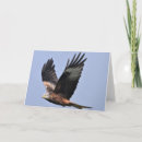 Search for red kite cards Nature