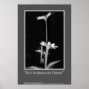 Search for black and white bee art Flower