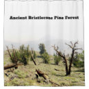 Search for pinus Ancient bristlecone pine forest