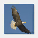Search for homer magnets Raptor