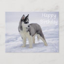 Search for siberian husky dog birthday cards Huskies