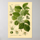 Search for poisonous plants posters Botanical