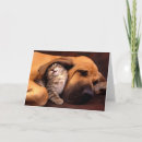 Search for shelter cards Dog