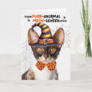 Search for cornish rex cat Cats