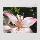 Search for easter lily postcards Floral