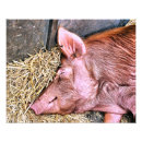 Search for farm pig posters Hog