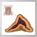 Search for gland posters Endocrine glands