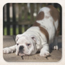 Search for english bulldog coasters Domestic animals