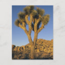 Search for mojave vertical postcards Usa