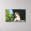 Search for boxer dog canvas prints Canine photographer