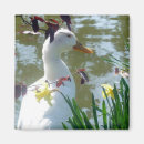 Search for white daffodil magnets Nature