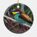 Search for passerines Colourful
