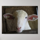 Search for county fair posters Farm