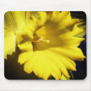 Search for daffodils mouse mats Photography