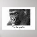 Search for gorilla gorilla posters Mammal