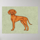 Search for vizslas posters Magyar vizsla