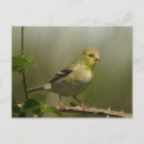 Search for american goldfinch postcards Wildlife