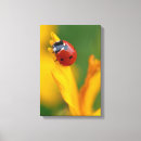 Search for little lady posters Photography