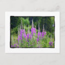 Search for flower meadow postcards Wildflowers