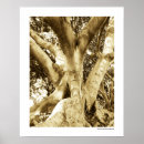 Search for big tree photography California