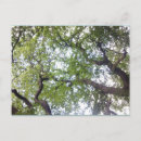 Search for canopy postcards Photography