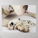 Search for harlequin great dane art Animal body part