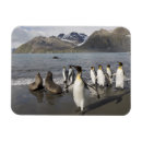 Search for antarctic magnets Wildlife