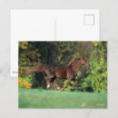 Search for rocky mountain horse Running