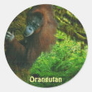 Search for rainforest animal stickers Orangutans