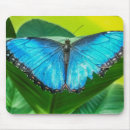Search for morpho mouse mats Insect