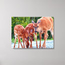 Search for fawn canvas prints Animals in the wild