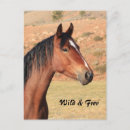 Search for mustangs postcards Horses