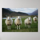 Search for wild sheep posters Landscape