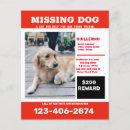 Search for pooch lover stuff flyers Animals