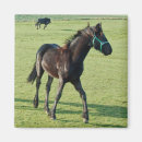 Search for digital horse magnets Farm