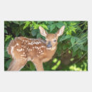 Search for white tail deer stickers Nature