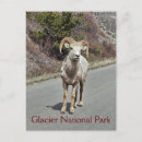 Search for bighorn sheep postcards Wildlife