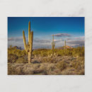 Search for cactus postcards North america