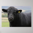 Search for angus posters Beef