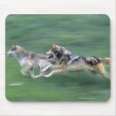 Search for wolves mouse mats Wildlife