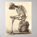 Search for vintage medical skeleton posters Anatomical
