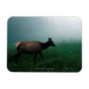 Search for motion pictures magnets Colour image