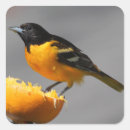 Search for orioles stickers Baltimore oriole